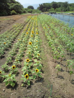 三重県鈴鹿市のひまわり農場