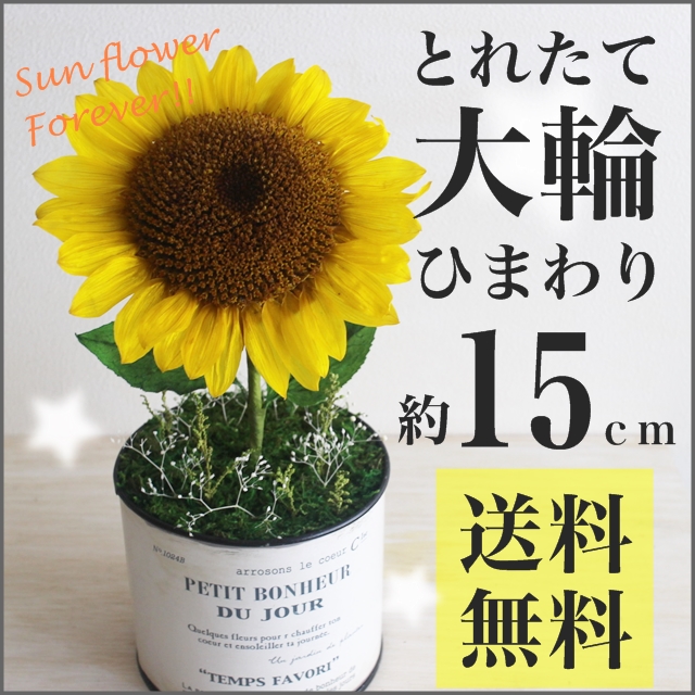 ヒマワリのプリザーブドフラワーアレンジ・ソレイユ